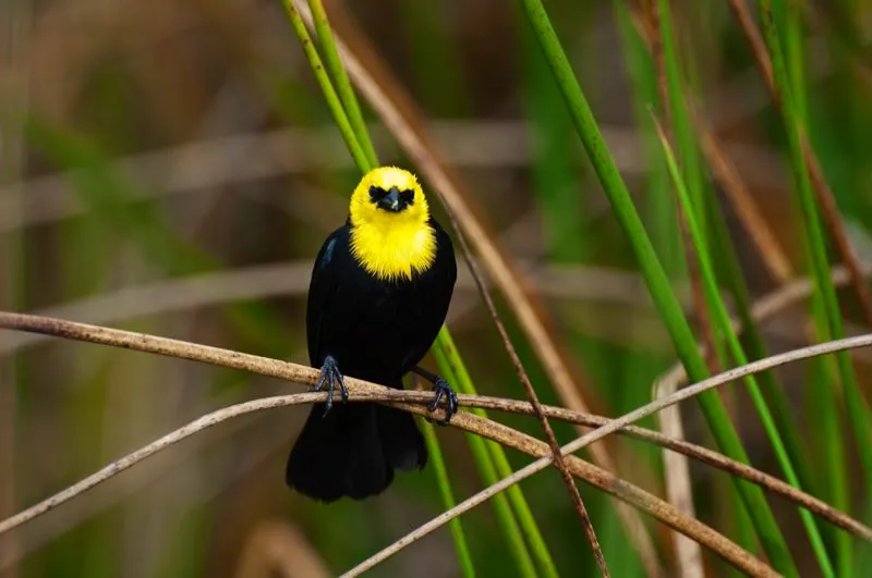 (Monjita cabeciamarilla / Chrysomus icterocephalus - Sabana de Bogotá, Llanos y Valles del Cauca y del Magdalena). En general, las aves son territoriales; es decir, defienden sus hogares ante individuos de su propia especie. Las ciénagas son hábitats muy ricos, y esta monjita cabeciamarilla macho defiende su territorio de nidificación erizando sus alas, desplegando su cola y vocalizando fuertemente; así, otros machos sabrán que él es el infranqueable dueño de esta porción del pantano. Murray Cooper