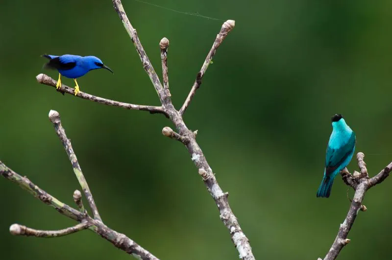 (Mieleros cerleo* y verde / *Cyanerpes caeruleus; Chlorophanes spiza - Choc, Magdalena Medio y Amazonia). Los rboles cargados de frutos atraen numerosas aves coloridas, como estos mieleros cerleo y verde, pequeas tangars que se suelen observar forrajeando arriba en el dosel. Murray Cooper