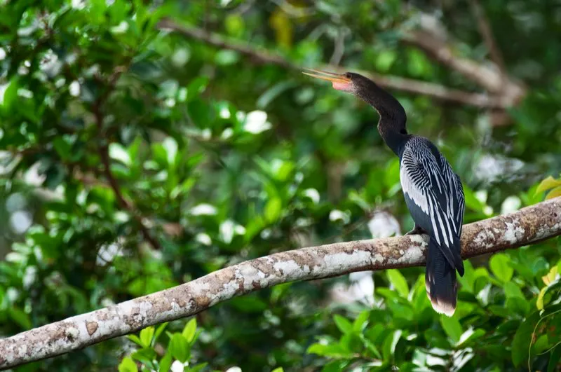 (Pato aguja americano / Anhinga anhinga - Tierras bajas de toda Colombia). El pico de este pato aguja americano, con apariencia de culebra, se estira mientras el pato aguja traga un pez. Usualmente se lo observa nadando, con tan solo su cuello fuera del agua, o perchando con las alas abiertas. Estos dos comportamientos estn relacionados. Sus plumas no son del todo impermeables, por lo que puede nadar con el cuerpo ms hundido de lo normal, pero ms tarde deber secarlas al sol. Murray Cooper
