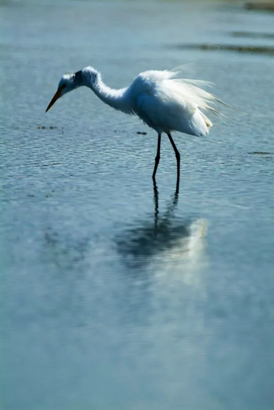(Garza real / Ardea alba - Tierras bajas de toda Colombia). Las garzas reales emplean sus largos picos para atrapar peces, ranas e invertebrados. Tragan sus presas enteras; el bulto apreciable en el cuello de esta garza real es un pez grande en camino al estmago. Murray Cooper