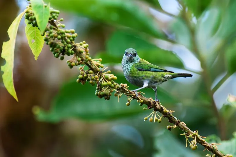 (Tangar capirotada / Tangara heinei - Andes Occidentales, Centrales y Orientales, Sierra Nevada de Santa Marta). Aunque tiene una distribucin muy amplia, este tangar montano es muy difcil de encontrar en el bosque, como el prefiere alimentarse solo o en pareja, aparte de las bandadas mixtas. Esperarlo en un rbol fruta en reas abiertas es una buena manera de verlo, especialmente si quiere fotografiarlo de cerca. Murray Cooper