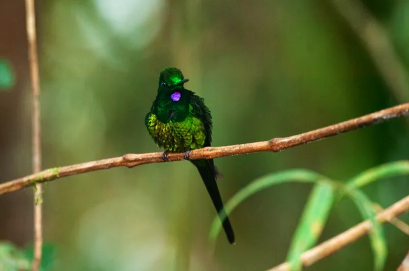 (Diamante emperador / Heliodoxa imperatrix - Estribacin Pacfica de los Andes Occidentales). Todas las plumas de este diamante emperador macho relucen. Los nidos de todos los colibres son piezas delicadas. Algunos nidos, incluyendo el de este diamante, se construyen bajo cubierta, incluyendo, por qu no, el techo de alguna casa abandonada. Murray Cooper