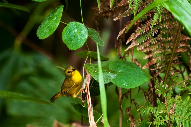 (Arañero oliváceo / Basileuterus chrysogaster - Piedemontes del Chocó). El sotobosque de los bosques húmedos está lleno de lianas y matorrales, y es oscuro, muy distinto del luminoso dosel. Las aves se especializan en vivir en un estrato u otro del bosque. El arañero oliváceo es una especie de sotobosque. Aunque el dosel está a poca distancia, los arañeros prefieren forrajear cerca del suelo. Murray Cooper