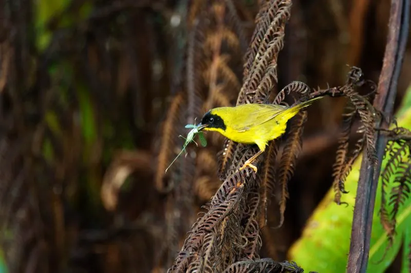 (Reinita carinegra / Geothlypis semiflava - Choc). Los pantanos son ecosistemas diversos, pero muchas de sus aves son retradas y se observan con dificultad. La reinita carinegra se aprecia con mayor frecuencia temprano en la maana, cuando percha para cantar desde lo alto de la vegetacin. Durante el da se escabulle entre los juncos densos para buscar su alimento. Murray Cooper