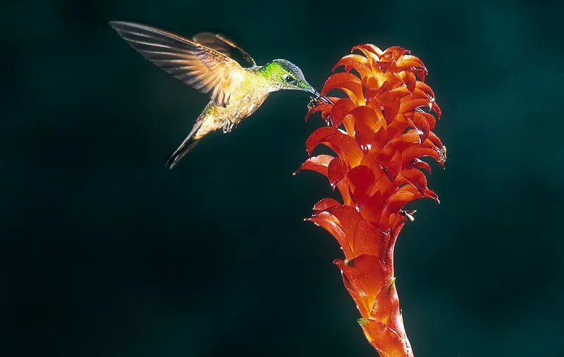 (Diamante pechigamuza / Heliodoxa rubinoides - Andes Occidentales y Centrales). Los colibres, como este diamante pechigamuza, polinizan las flores que visitan. El polen se pega al pico del colibr mientras sorbe nctar en una flor, y luego el colibr lo transporta a otra flor, fertilizando as a la planta. Murray Cooper
