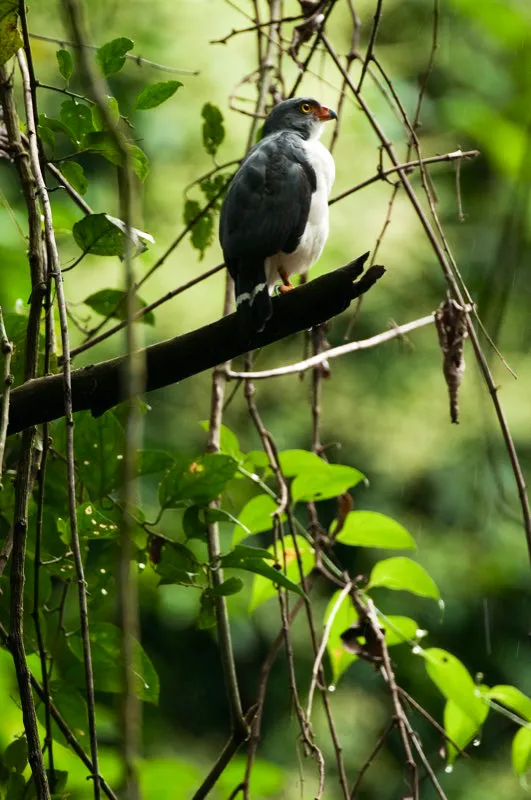 (Gaviln gris / Leucopternis semiplumbeus - Choc). Usualmente, se ven gavilanes planeando alto o perchando sobre un rbol alto en un pastizal, pero nunca encontrar un gaviln gris perchando en pastizales o planeando. Esta especie es tmida y vive dentro de bosques hmedos chocoanos. Su nombre en latn significa medio gris, y es un pariente cercano del gaviln pizarra. Murray Cooper