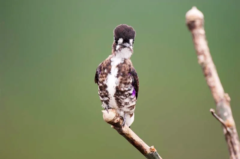 (Cotinga diminuta / Lodopleura isabellae - Amazonia). Contemplando directamente a la cmara, esta cotinga diminuta sacude sus plumas para lucir ms grande de lo que es en realidad. Las motas prpuras de sus costados son difciles de apreciar incluso de cerca. Murray Cooper