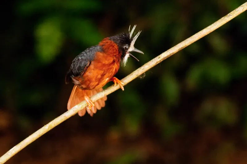 (Hormiguero empenachado / Pithys albifrons - Amazonia). Segn el cine de Hollywood, las tropas de hormigas arrieras son una fuerza natural incontenible capaz de devorar todo ser vivo en cuestin de segundos. La verdad es un poco menos dramtica: las hormigas arrieras forman enormes y voraces tropas que sorprenden a grillos, escarabajos, saltamontes y muchos insectos ms. Varios hormigueros, como este hormiguero empenachado, forrajean junto a las arrieras. Pero no se las comen, ms bien, capturan a los sorprendidos insectos cuando intentan huir de las hormigas en sbitos vuelos. Murray Cooper