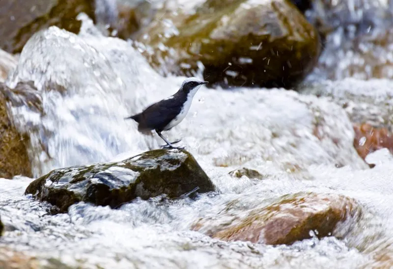 (Mirlo acuático sudamericano / Cinclus leucocephalus - Andes Occidentales, Centrales y Orientales). Los ríos y riachuelos de los Andes son tan rápidos que parece imposible imaginar que algún ave pueda hacer su vida entre tanta correntada. No obstante, el mirlo acuático sudamericano se especializa en estos hábitats turbulentos, posándose sobre rocas húmedas, nadando y buceando en la corriente en pos de invertebrados acuáticos. Murray Cooper