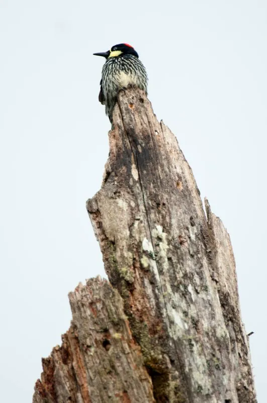 (Carpintero de robledales / Melanerpes formicivorus - Andes Occidentales, Centrales y Orientales). Este “carpintero payaso” tiene una dieta sorprendente: come casi exclusivamente las bellotas de los robles del género Quercus. Esta dependencia significa que el carpintero de robledales se encuentra solo donde crecen estos robles, que lo hacen en las montañas de Colombia, pero no en el vecino Ecuador; y así lo hace el carpintero. Murray Cooper