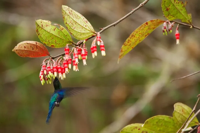 (Ninfa coroniazul / Thalurania colombica - Valle del Magdalena y Sierra Nevada de Santa Marta). Las ninfas son colibríes de tamaño “normal”. Es decir, miden 9 cm de la punta del pico a la punta de la cola, y pesan alrededor de ¡4 gramos! Los ninfas machos son púrpura y verde, mientras las hembras son mucho menos coloridas. Murray Cooper