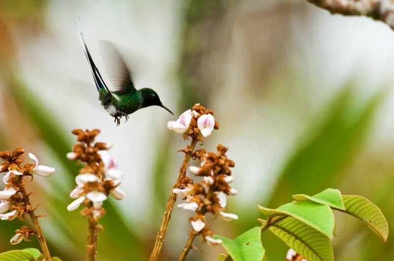 (Cola de lira verde / Popelairia conversii - Piedemontes del Chocó y Valle del Magdalena). Fotografiar aves es una ardua tarea. Son necesarios varios días de cargar equipos pesados de un lado a otro, para terminar con solo una o dos fotos buenas en un día extenuante. Pero otras veces, ¡todo resulta perfecto! Fotografiando colibríes en un árbol florecido en Santander, encontramos este cola de lira verde macho. Este hallazgo representó una notable expansión de la distribución de este espectacular colibrí, que nunca antes se había reportado en el valle del Magdalena. Murray Cooper
