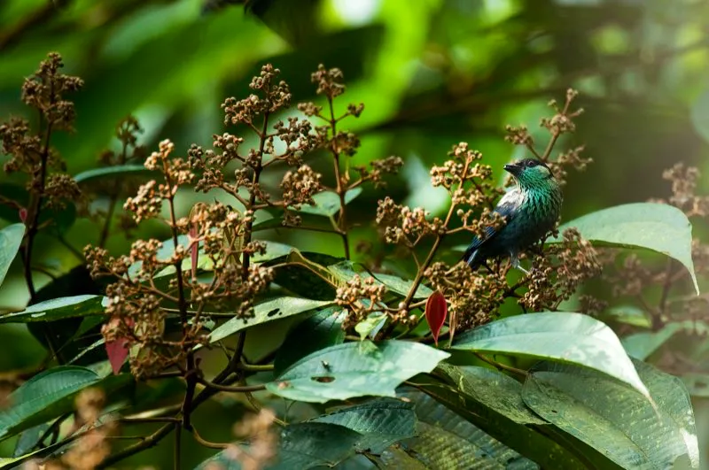 (Tangará capirotada / Tangara heinei - Andes Occidentales, Centrales y Orientales, y Sierra Nevada de Santa Marta). Este tangará montano poco común se encuentra mayormente entre 1100 y 1900 metros msnm en los Andes, donde es mas fácil de verlo en los bordes y claros que adentro del bosque. Murray Cooper