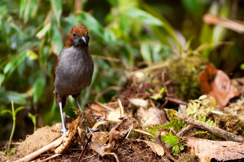 (Tororoi chusquero / Grallaria nuchalis - Andes Centrales). Los tororois son simpáticos habitantes del piso del bosque, con sus cuerpos redondeados característicos: “huevos con patas”. Normalmente son tímidos y difíciles de observar, pero en ocasiones emergen hacia senderos en búsqueda de gusanos y otros invertebrados. Murray Cooper