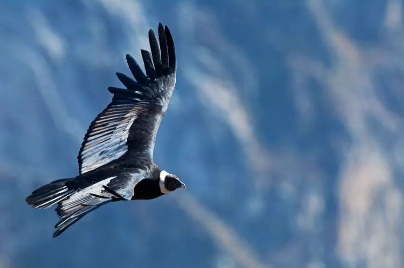 (Cóndor andino / Vultur gryphus - Andes Centrales y Sierra Nevada de Santa Marta). El cóndor andino gana muchas competencias entre las aves: tiene el récord por la envergadura de sus alas mas grandes de todas las aves terrestres, es también uno de los pájaros mas longevos (algunos cóndores han vivido mas de l00 años en cautiverio) y pesa entre 11 y 15 kg, ¡Impresionante! Murray Cooper