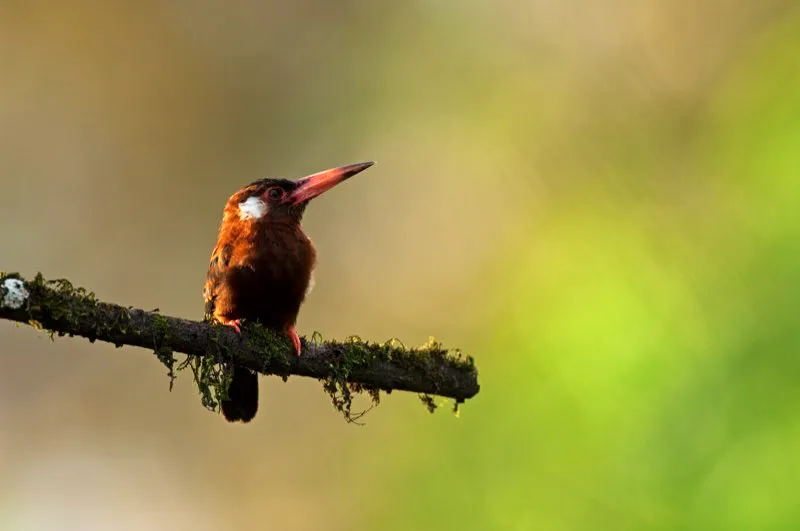 (Jacamar orejiblanco / Galbalycyrhynchus leucotis - Amazonia). Este jacamar se observa frecuentemente en zonas abiertas a lo largo de ros amaznicos. Es el nico jacamar completamente castao y, adems, el nico que posee un llamativo pico rosa. Murray Cooper