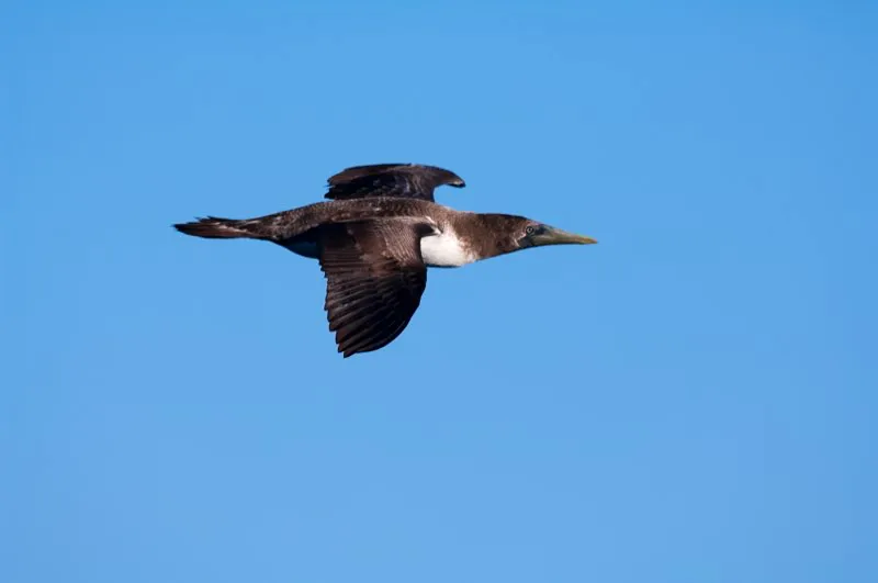 (Piquero patiazul / Sula nebouxii - Costa Pacfica). El piquero patiazul es una de las aves galapagueas ms famosas. Sin embargo, tambin se lo encuentra en la costa Pacfica de Colombia, incluyendo la isla Gorgona. Son aves mongamas. El macho baila para atraer a la hembra, mostrando sus patas muy azules.  Murray Cooper