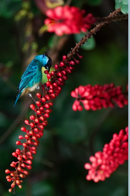 (Tangar nuquidorada / Tangara ruficervix - Andes Occidentales y Centrales). Los bosques de montaa del Choc estn colmados de flores; es, entonces, natural que estn colmados de nectarvoros. A ms de los colibres, otras aves sorbern ocasionalmente un poco de nctar. Un pednculo de flores rojas atrajo a una tangar nuquidorada, un colibr chilln y un macho de eufonia buchinaranja. Murray Cooper