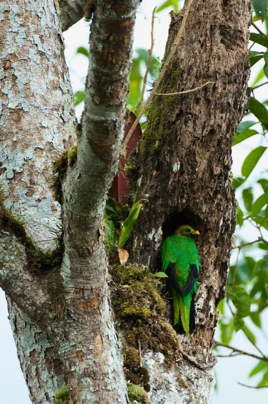 (Quetzal colinegro / Pharomachrus auriceps - Andes Occidentales, Centrales y Orientales). Un quetzal colinegro macho percha en la entrada de su nido. Quetzales macho y hembra son padres abnegados. Alimentan a sus crías con aguacates silvestres, insectos y pequeños vertebrados, como lagartijas del género Anolis. Murray Cooper