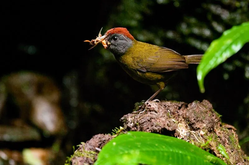 (Pinzn oliva / Lysurus castaneiceps - Choc y piedemontes Amaznicos). Con el pico colmado de insectos, este pinzn oliva se acerca cautelosamente a su nido. El pinzn se ahorra gran cantidad de visitas al nido al llevar un puado de insectos en cada entrada. Y con menos visitas al nido se disminuyen las posibilidades de que algn depredador localice la ubicacin de aquel. Murray Cooper