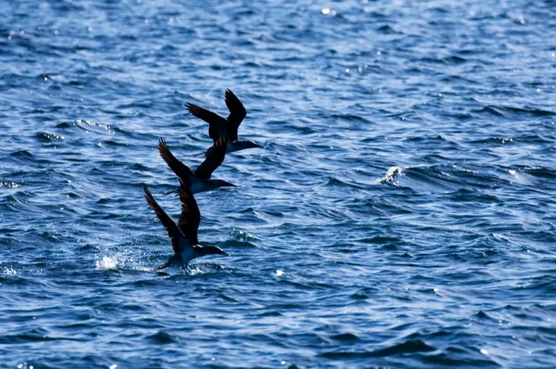 (Piquero patiazul / Sula nebouxii - Costa Pacfica). La dieta del piquero patiazul es de pescado; ellos se especializan en comer pescados, alimentando en bancos de peces pequeos como sardinas, caballas, boquerones y peces voladores. A veces, tambin consumen calamares y despojos. Murray Cooper