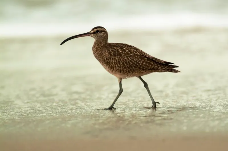 (Zarapito trinador / Numenius phaeopus - Migrante Neotropical; Costas del Pacfico y Caribe). Las aves vadeadoras migratorias se congregan en estuarios y lagunas costeras. Estos ecosistemas son muy ricos en invertebrados marinos, como sucede en el puerto de buenaventura. El zarapito trinador habita en estos humedales, pero tambin disfruta de las playas arenosas. Murray Cooper