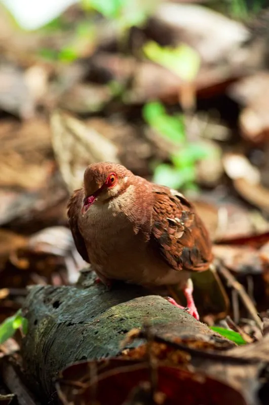 (Paloma perdiz rojiza / Geotrygon montana - Cauca, Valle del Magdalena y Amazonia). Esta tmida paloma pasa el da deambulando por el suelo del bosque, comiendo semillas e insectos. Como la mayora de palomas, construye nidos poco ordenados, con aspecto de plataformas, donde deposita dos huevos cremosos. Murray Cooper