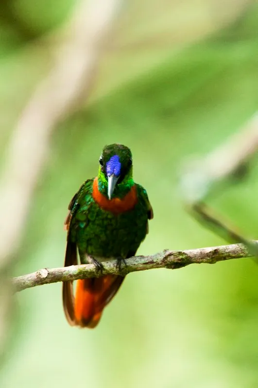 (Diamante pechicastao / Heliodoxa aurescens - Amazonia). Subir a una torre de dosel en la Amazonia es como entrar en un nuevo mundo. El sotobosque es algo oscuro, pero el dosel est repleto de luz. Las plantas crecen copiosamente ante la intensa luz solar, mientras numerosas lianas y rboles florecidos atraen a los elusivos colibres de dosel, como este diamante pechicastao. Murray Cooper