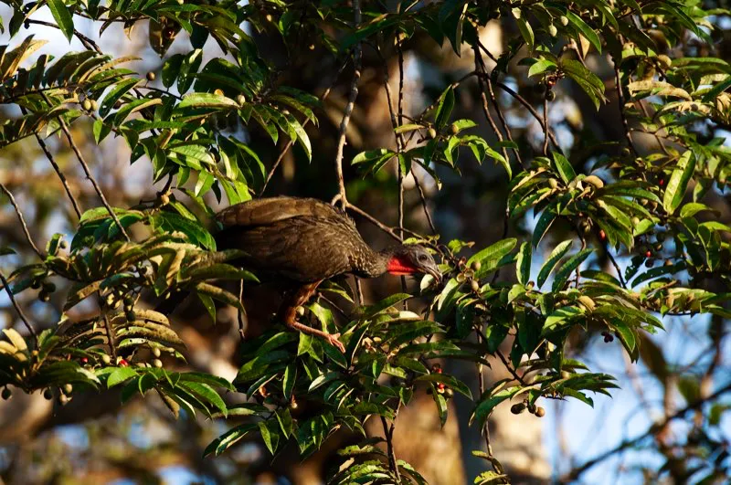 (Pava llanera / Penelope jacquacu - Amazonia). Las pavas y paujiles son importantes dispersores de semillas en las selvas amaznicas. Esta pava llanera forrajea en un rbol frutal; se traga los frutos, se desplaza a otras reas del bosque y defeca las semillas, contribuyendo a esparcirlas. Murray Cooper