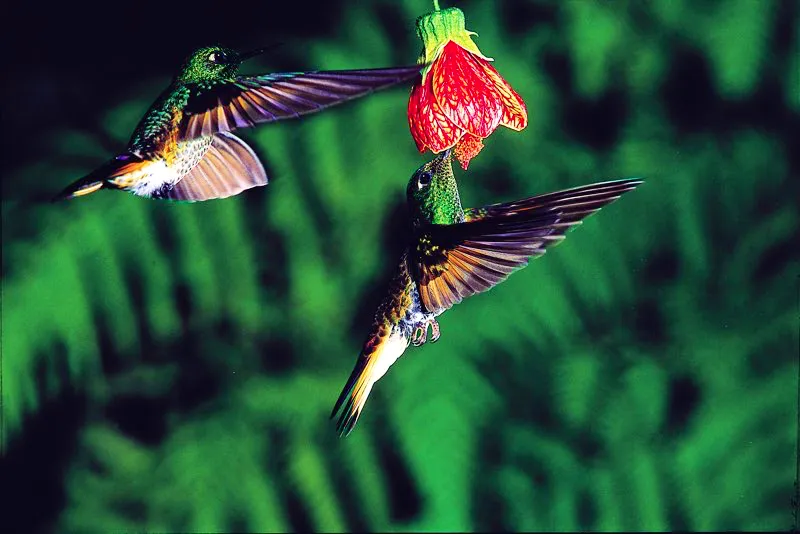 (Colibrí chupasavia / Boissonneaua flavescens - Andes Occidentales, Centrales y Orientales). La habilidad de cernerse (permanecer inmóvil en el aire) requiere una tremenda inversión de energía. Los colibríes son las únicas aves capaces de cernerse. Para ejercer esta notable facultad, deben alimentarse constantemente del dulce néctar de las flores. Murray Cooper