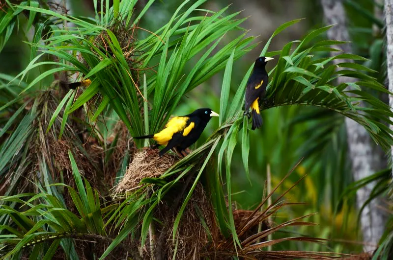 (Arrendajo culiamarilo / Cacicus cela - Tierras bajas de toda Colombia). Los arrendajos culiamarrilos nidifican en colonias, como en esta palma que carga docenas de nidos. Los arrendajos suelen construir sus nidos cerca de grandes colmenas de avispas. Al parecer, las avispas brindan proteccin a los arrendajos contra la depredacin de tucanes y otras aves. Murray Cooper