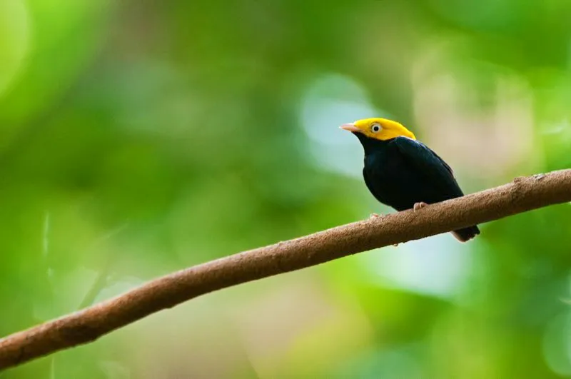 (Saltarn cabecidorado / Pipra eryhtrocephala - Magdalena Medio y Amazonia). El penetrante ojo blanco de este saltarn cabecidorado macho capta la tenue luz del bosque mientras se sienta en su percha de baile. Los saltarines machos son fieles a sus perchas de baile, donde permanecen la mayor parte del da vocalizando y esperando la visita de alguna hembra. Murray Cooper