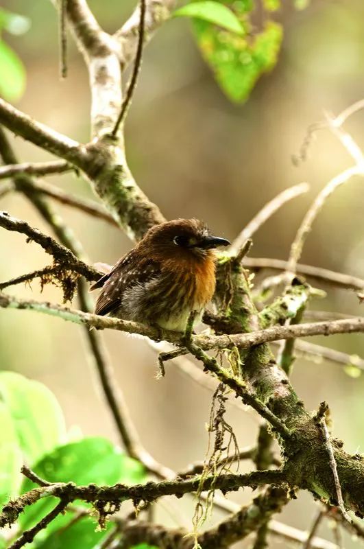 (Bigotudo canoso / Malacoptila mystacalis - Andes Occidentales, Centrales y Orientales). Tangarás y reinitas vuelan permanentemente de rama en rama, buscando frutos e insectos. Los bigotudos, en cambio, se sientan quietos por horas, oteando su entorno por apetitosos insectos. Esta estrategia de forrajeo les ha valido el nombre vernáculo de pájaro bobo o bobito, aunque yo incluyo a los bigotudos entre las aves más simpáticas. Murray Cooper