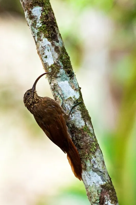 (Guadañero estriado / Campylorhamphus pusillus - Andes Occidentales y Centrales). Los trepatroncos son aves pardas que trepan troncos y ramas, buscando insectos con sus picos entre las cortezas. Es fácil imaginar por qué este trepatroncos lleva el nombre de guadañero: porta un pico largo y muy curvado, que usa para hurgar más profundo entre cortezas y musgos. Murray Cooper