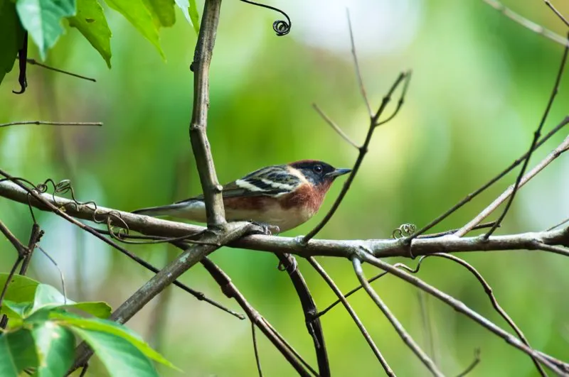 (Reinita castaña / Dendroica castanea - Migrante neotropical; Valles del Cauca y Magdalena). Poco antes de migrar hacia colombia, las reinitas castañas mudan su plumaje a uno más opaco que usan durante la migración. Luego de varios meses en Colombia, recuperan su colorido plumaje nupcial. Este radiante macho está listo para retornar a sus tierras reproductivas en Canadá. Murray Cooper