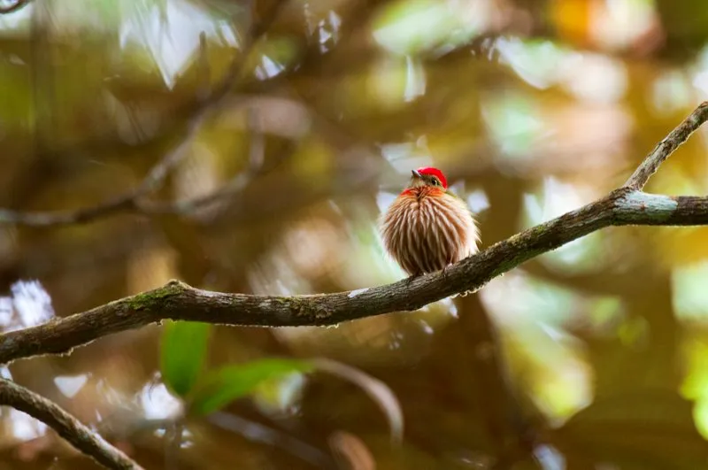 (Saltarín rayado / Machaeropterus regulus - Amazonia, Valles del Magdalena y Cauca). Este macho saltarín rayado emite su característico “pit-chu” e infla su pecho como un globo. Para fotografiar este comportamiento es necesario llegar en el momento preciso: un segundo después, estará de regreso a su postura normal. Murray Cooper