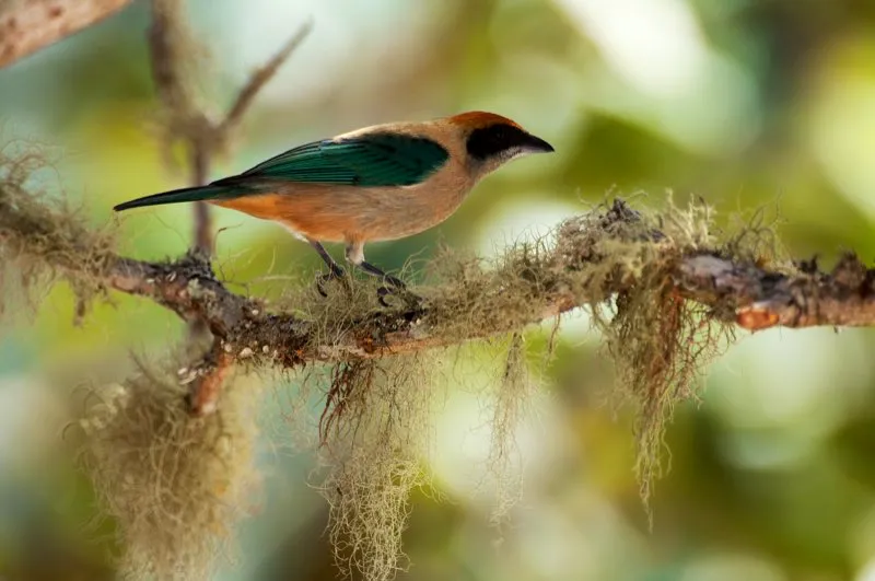(Tangará triguera / Tangara cayana - Llanos y Norte de Santander). La distribución de las aves es dinámica; varía en respuesta a cambios ambientales. La deforestación permite a las aves de zonas abiertas expandir su distribución. La tangará triguera es una de estas aves; ha colonizado los valles áridos deforestado de Norte de Santander. Murray Cooper