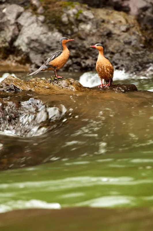 (Pato de torrentes / Merganetta armata - Andes Occidentales, Centrales y Orientales). Sentarse en una roca redondeada junto a un torrentoso río andino es una experiencia espléndida y relajante, que se torna más increíble aún cuando un pato nada cerca. Además, no cualquier pato: el pato de torrentes navega en estos ríos rápidos y encuentra su alimento buceando en los torrentes y atrapando larvas acuáticas de insectos bajo las rocas. Murray Cooper