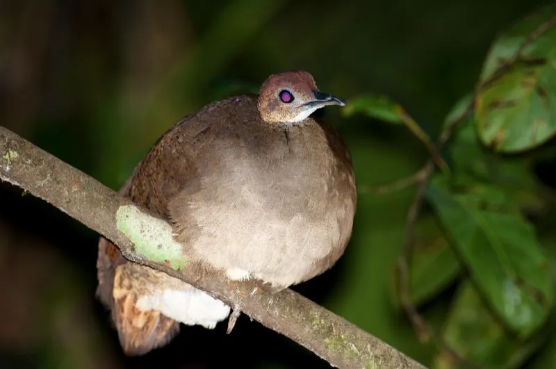 (Tinam grande / Tinamus major - Choc, Magdalena Medio y Amazonia). Los inolvidables silbidos trmulos del tinam grande constituyen uno de los sonidos ms caractersticos de la Amazonia. Generalmente se escuchan antes del alba y cerca del crepsculo. Aunque a los tinames se los escucha con facilidad, mirarlos es muy difcil por la timidez con que se mueven por el suelo del bosque. Depositan huevos grandes, lustrosos y de colores sorprendentes: verdes, turquesa e incluso lavanda. Murray Cooper