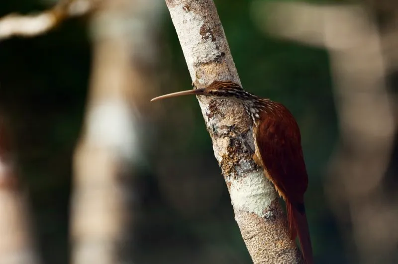(Trepatroncos picudo / Nasica longirostris - Amazonia). Pese a que ante nuestros ojos la Amazonia puede parecer una selva montona, hay en realidad varios tipos diferentes de bosques amaznicos. Uno de ellos es la vrzea, un bosque inundado estacionalmente, que crece en el curso de los ros mayores. Muchas aves, incluyendo este trepatroncos picudo, habitan solamente en la vrzea. Murray Cooper