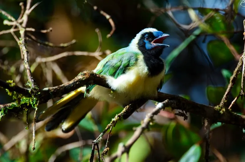 (Carriquí verdiamarillo / Cyanocorax yncas - Andes Occidentales, Centrales y Orientales ). Este carriquí verdiamarillo juvenil, con sus plumas vellosas y colores menos fuertes, tiene que haber dejado recientemente su nido, porque se sentó en esta rama por mas de una hora mientras su madre se mantuvo forrajeando cerca del área y lo alimentó cada 20 minutos. Murray Cooper