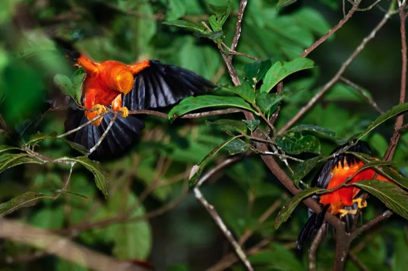 (Gallito de roca andino / Rupicola peruvianus - Andes Occidentales, Centrales y Orientales). El gallito de roca andino es una de las aves más espectaculares de los Andes. Los machos, de plumaje naranja brillante, se congregan en leks al amanecer y en las tardes. En un lek, los machos emiten extraños gemidos y danzan, moviendo sus cabezas de arriba abajo mientras despliegan las alas. Cuando una hembra aparece en escena, los machos se desatan, danzan y vocalizan vigorosamente anhelando captar la atención de la hembra. Luego de la cópula, la hembra atiende sola los huevos y crías; el macho olvida sus roles paternales y permanece en el lek, preparándose para atraer a la próxima hembra. Murray Cooper