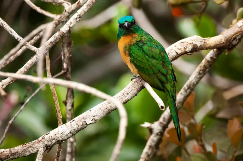 (Gran jacamar, Jacamerops aureus - Choc y Amazonia). El jacamar ms grande, el gran jacamar, en ocasiones se aproxima a curiosear a quien imita su melanclico canto. Este individuo espera el paso de algn insecto volador para atraparlo en el aire. Murray Cooper