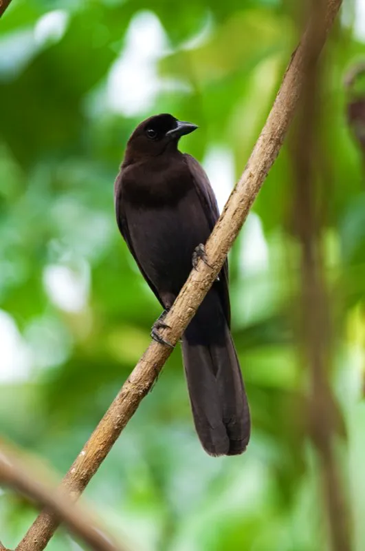 (Carriqu violceo / Cyanocorax violaceus - Amazonia y Llanos). Este ruidoso pjaro es parte de la familia Corvidae, junto a los cuervos y sus allegados. Son omnvoros, con una dieta variada de frutas, insectos y huevos de reptiles y  pjaros, a veces tambin comen pequeas lagartijas.  Murray Cooper