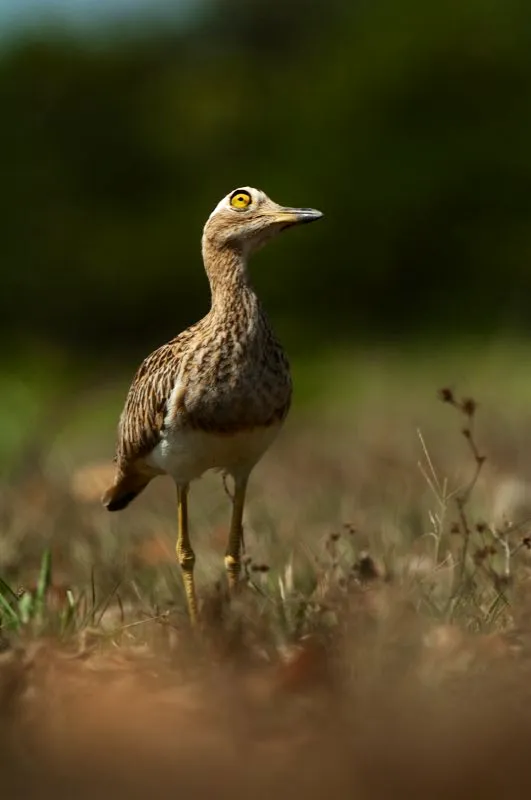 (Alcaravn venezolano / Burhinus bistriatus - Guajira y Llanos). La mayora de aves vuelan cuando se sienten amenazadas. No obstante, el alcaravn venezolano responde al peligro de otra manera: se esconde entre la vegetacin alta o huye en rpida carrera. Esta peculiar ave es principalmente nocturna, por lo que tiene grandes ojos aptos para mirar a sus presas. Murray Cooper