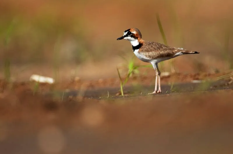 (Chorlitejo collarejo / Charadrius collaris - Tierras bajas de toda Colombia). Chorlitejos y playeros frecuentan las playas de Colombia, especialmente entre octubre y marzo, ya que la mayora son migrantes neotropicales. El chorlitejo collarejo es uno de los pocos playeros residentes del pas; se encuentra todo el ao en playas arenosas y a lo largo de ros grandes. Murray Cooper