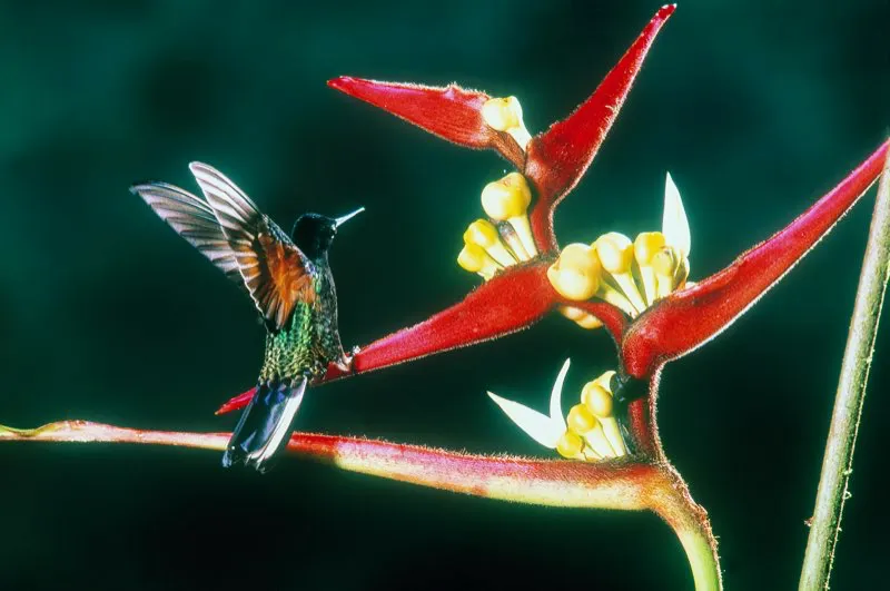 (Colibr chupasavia / Boissonneaua flavescens - Andes Occidentales, Centrales y Orientales). Estos colibres tienen la costumbre de mantener, por algunos segundos, un ala abierta apenas se perchan. Se desconoce la funcin de este peculiar comportamiento, que permite reconocer una de estas especies incluso a la distancia. Murray Cooper