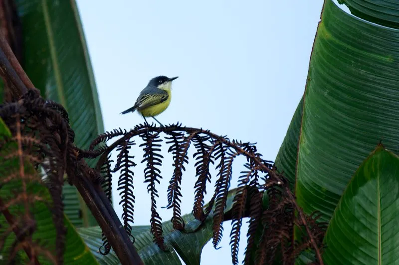 (Espatulilla comn / Todirostrum cinereum - Tierras bajas en toda Colombia). Una espatulilla comn contempla a un insecto. Es comn en jardines y patios, con un carcter nico dado por su permanente movimiento de la cabeza para examinar sus alrededores. Murray Cooper