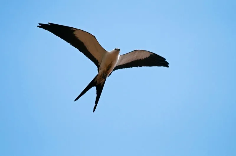 (Aguililla tijereta / Elanoides forficatus - Choc, Caribe y Amazonia). Una aguililla tijereta planea sin mucho esfuerzo en un da ventoso, girando y ladeando su cola bifurcada. Esta aguililla es el nico rapaz que carece del margen supraorbital pronunciado. As, el vuelo grcil de esta especie es equiparado por su aspecto grcil tambin. Sin este margen supraorbital, su cara parece dcil, casi como la de una paloma. Murray Cooper