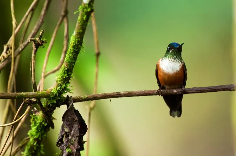 (Cometa colivioleta / Aglaiocercus coelestis - Estribacin Pacfica de los Andes Occidentales). El cometa colivioleta macho casi no tiene igual por su extravagante cola larga y violeta. Aunque la hembra carece de cola larga, luce hermosa con su gorguera blanca y su vientre castao. Murray Cooper